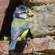 26th Jun 2020 - Blue tit with a mouthful