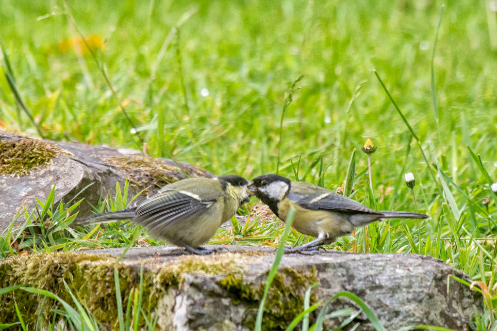 Great tit feeding baby by pamknowler