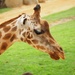 Giraffe by monicac