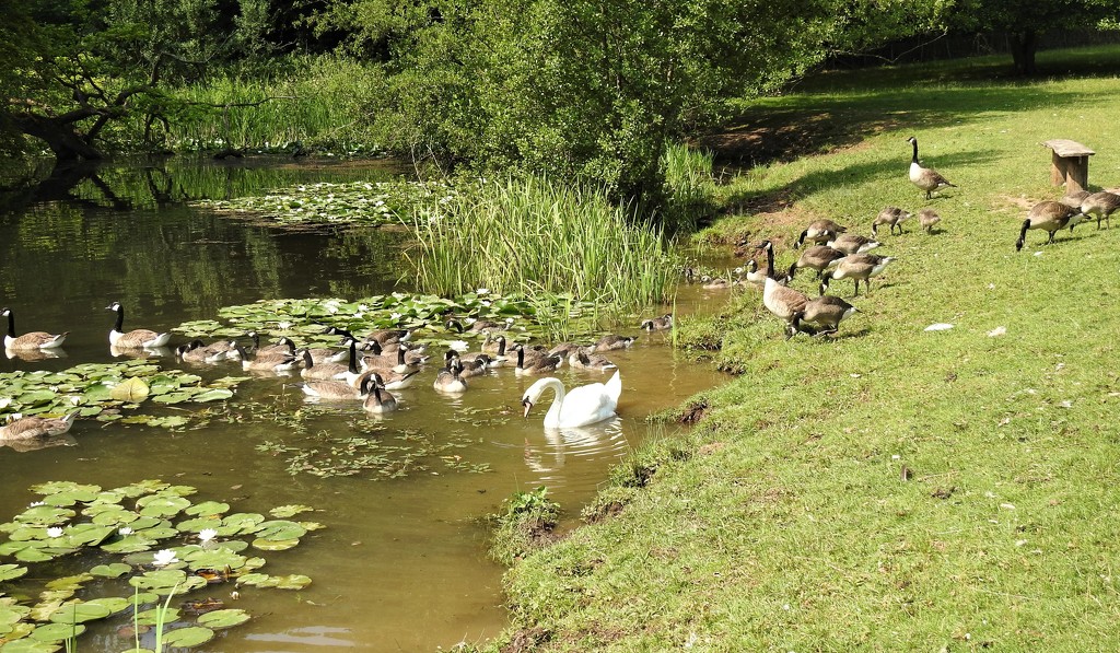 Geese and a Swan at Berrington by susiemc