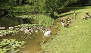 24th Jun 2020 - Geese and a Swan at Berrington