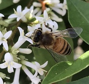 26th Jun 2020 - Busy as a bee