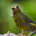 Greenfinch by stevejacob