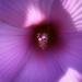 Hibiscus by joysfocus