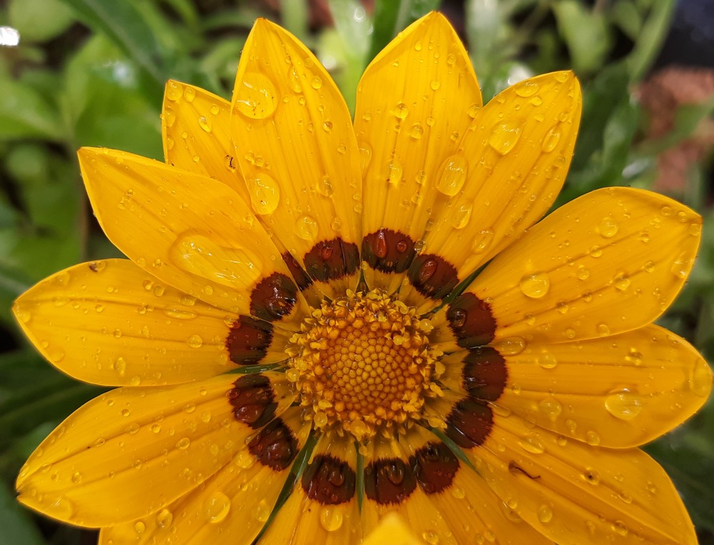 Flower After a Rain Shower by julie