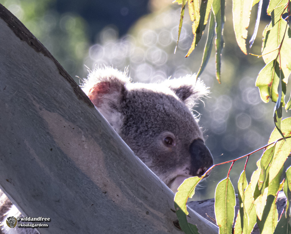 morning light by koalagardens