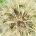 Dandelion Seedhead  by cataylor41