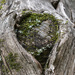 Heartwood by k9photo