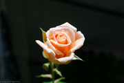 26th Jun 2020 - A rose is a rose