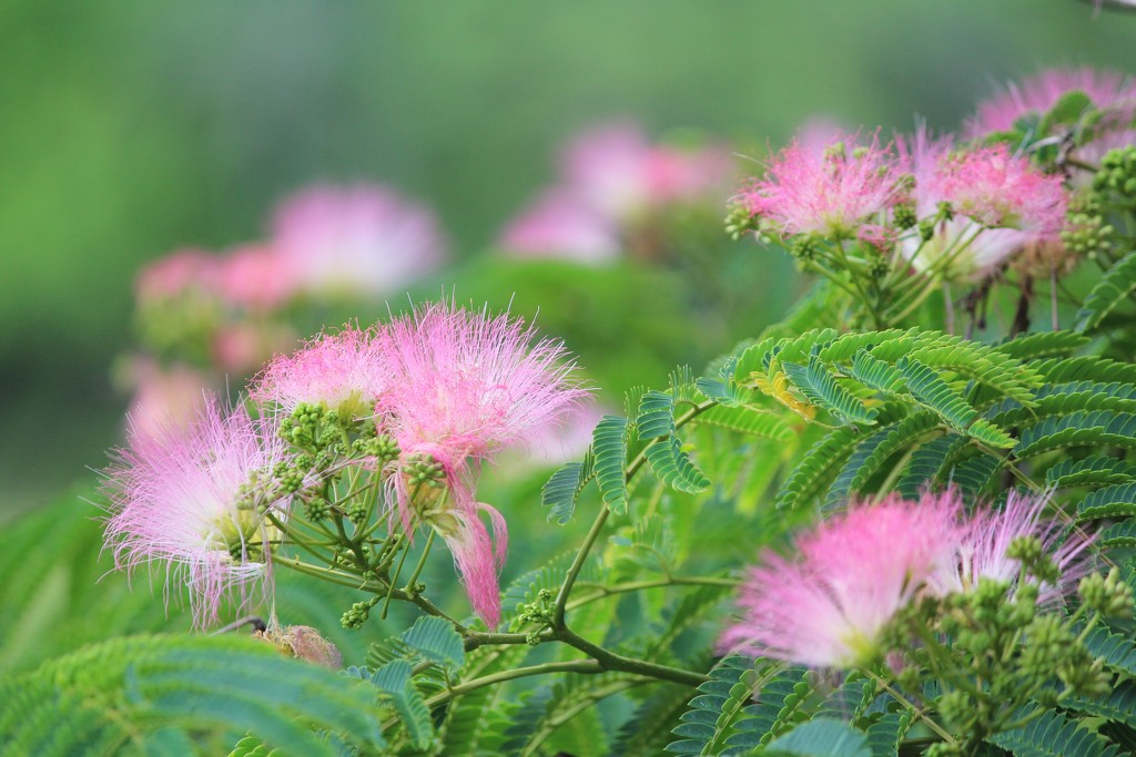 The Beautiful Mimosa Tree by essiesue