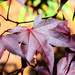 Japanese Maple Leaf by homeschoolmom