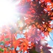 Japanese Maple in the sun by homeschoolmom
