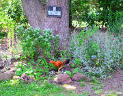 26th Jun 2020 - Chickens can't read