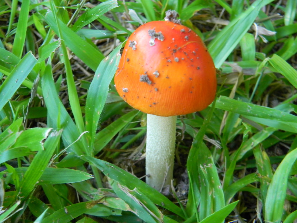 Mushroom in Backyard  by sfeldphotos