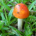 Mushroom in Backyard  by sfeldphotos