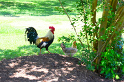 26th Jun 2020 - The Rooster and his Lady!