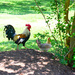 The Rooster and his Lady! by homeschoolmom