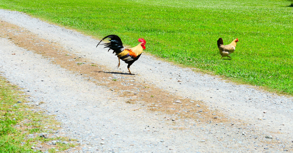Why did the chicken cross the road? by homeschoolmom