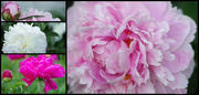 27th Jun 2020 - My Peonies are Open!