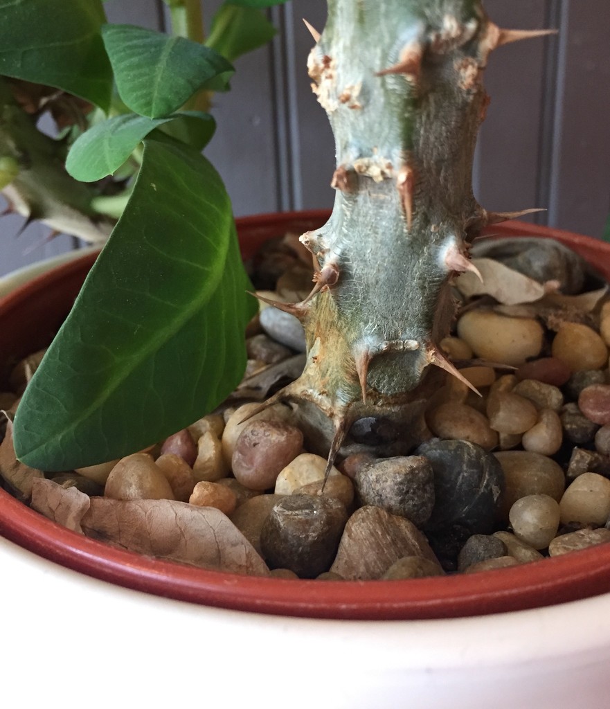 Prickly plant - not mine by mcsiegle