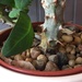 Prickly plant - not mine by mcsiegle