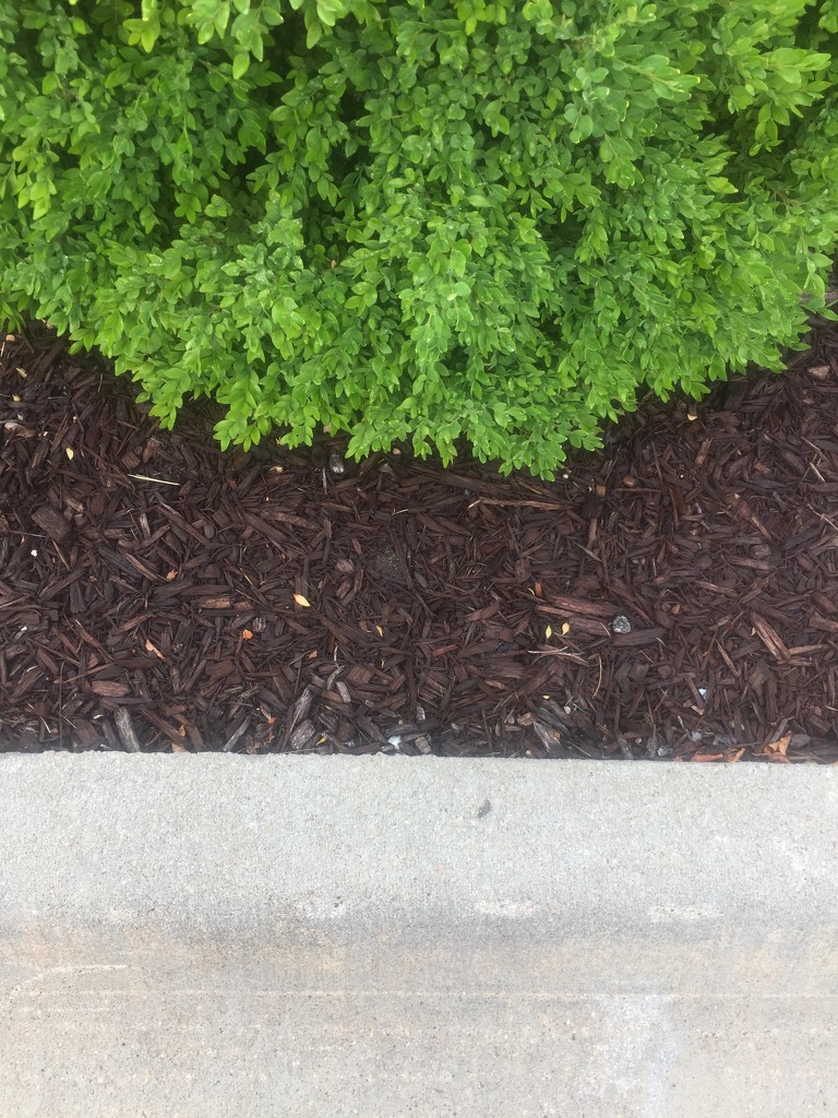 Composition with bush, mulch, and curb. by mcsiegle