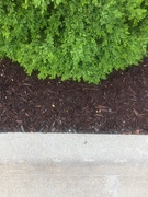 18th Jun 2020 - Composition with bush, mulch, and curb.