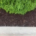 Composition with bush, mulch, and curb. by mcsiegle