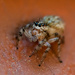 Spider Eyes by nicoleweg