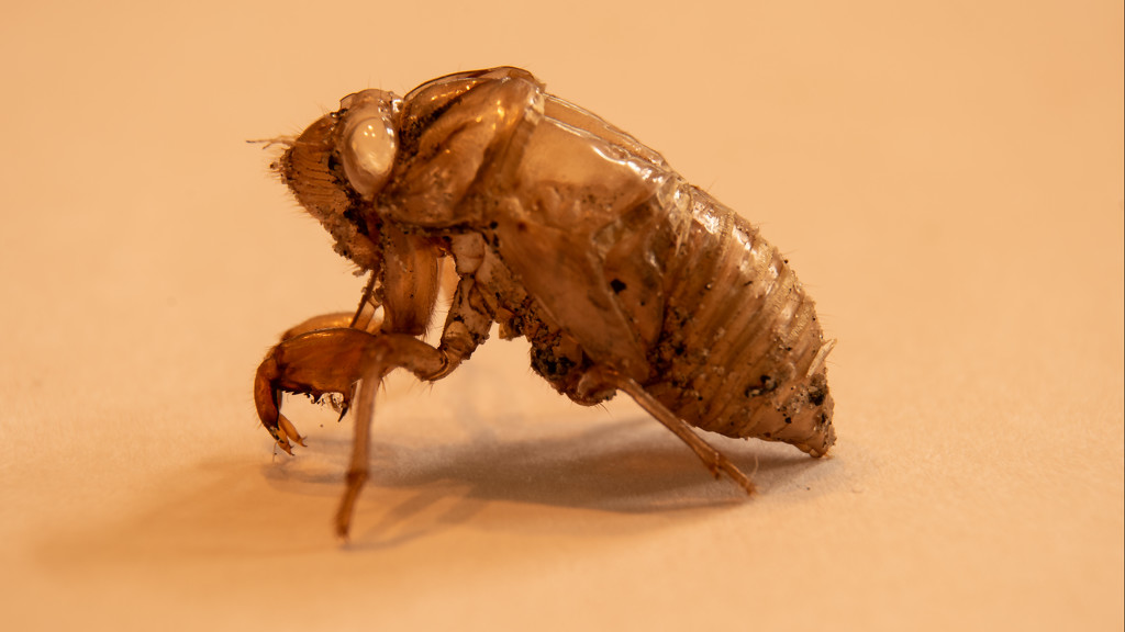 Cicada Shell! by rickster549