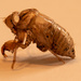 Cicada Shell! by rickster549