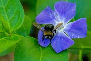 24th Jun 2020 - Bumble Bee
