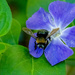 Bumble Bee by nicoleweg