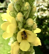 25th Jun 2020 - Busy Bee in the verbascum