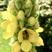 Busy Bee in the verbascum by moominmomma