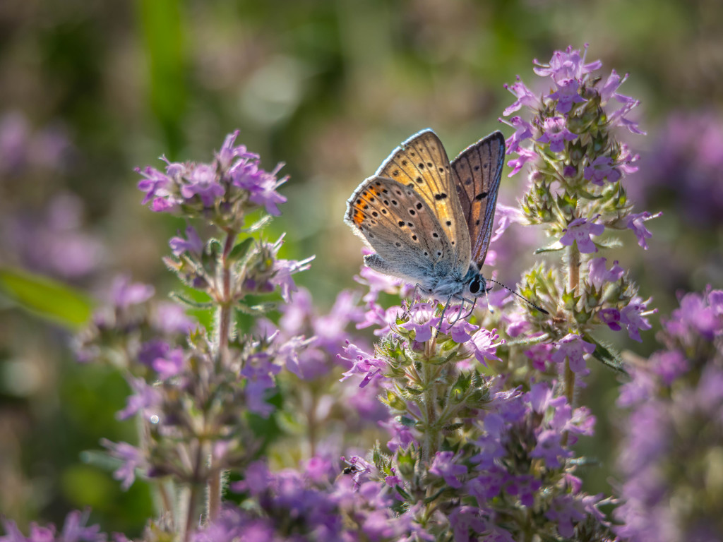 Butterfly and lemon thyme by haskar