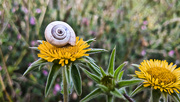 23rd Jun 2020 - Shell and flower