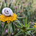 Shell and flower by petaqui