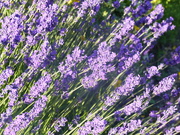 27th Jun 2020 - Lavender