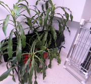 27th Jun 2020 - Our dracaena fragrans plants are ready to root