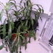 Our dracaena fragrans plants are ready to root by bruni