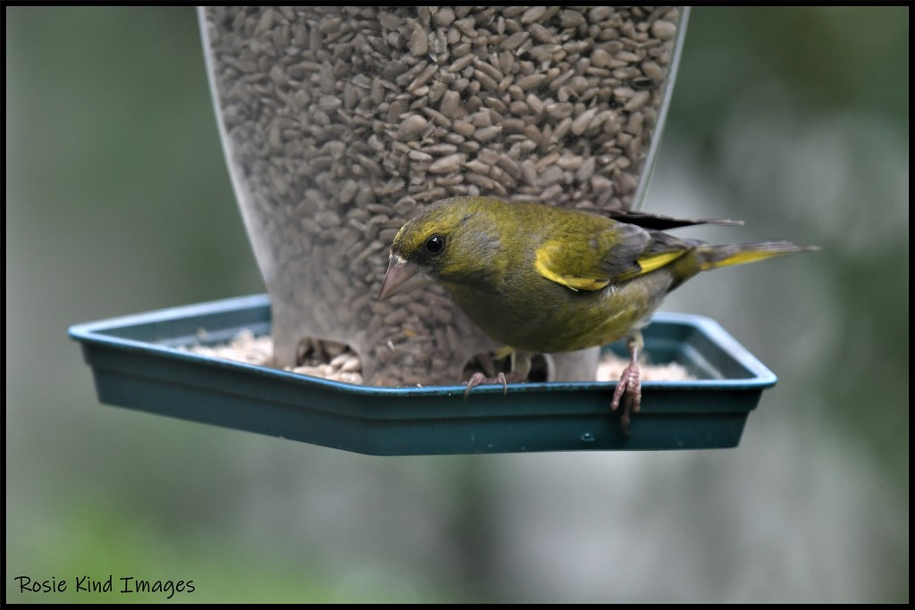 RK3_9671 Another lovely greenfinch by rosiekind