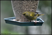27th Jun 2020 - RK3_9671 Another lovely greenfinch