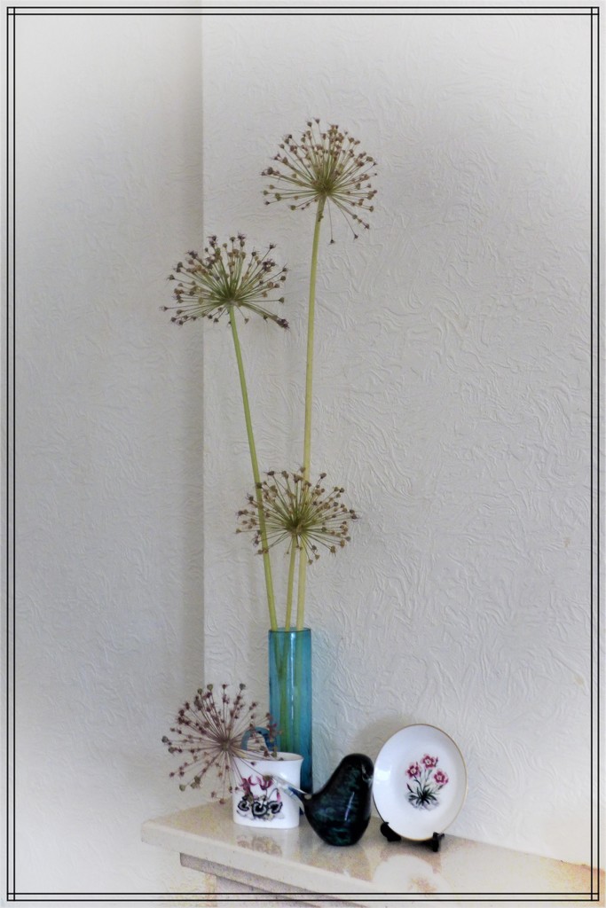 Allium seedheads by beryl