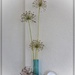Allium seedheads by beryl