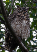 27th Jun 2020 - Sleeping Owl