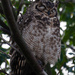 Sleeping Owl by salza
