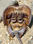 27th Jun 2020 - Horseshoe crab