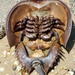 Horseshoe crab by jb030958