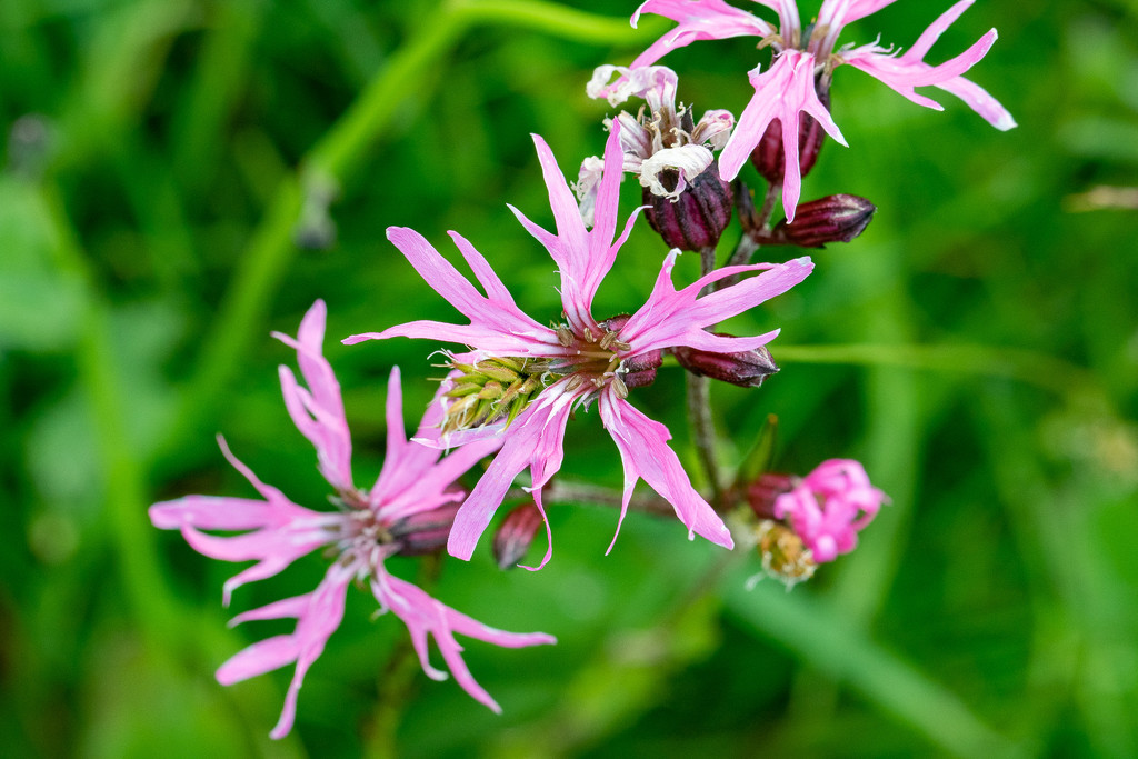 Ragged Robin Day #11 by lifeat60degrees
